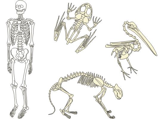 . Animal skeletons