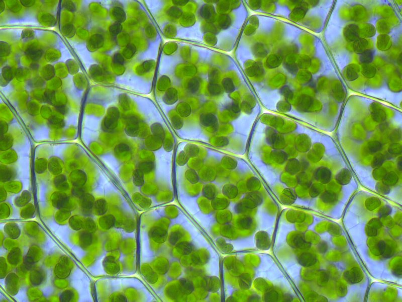 Featured image of post Celula Animal Y Vegetal Microscopio / Cada celula animal esta compuesta por una membrana celular, el citoplasma y el nucleo.