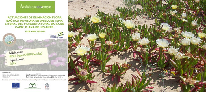 Los Toruños y la UCA organizan una acción de voluntariado para eliminar la flora invasora de la playa de Levante