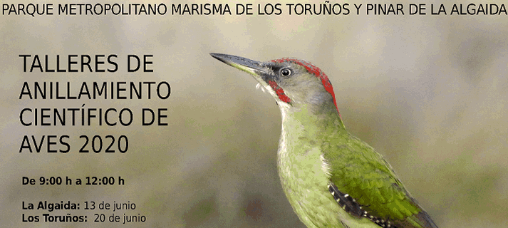 El 20 de junio finaliza el ciclo formativo de Anillamiento Científico de Aves en Los Toruños 