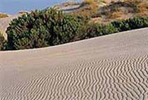Dunas de Doñana