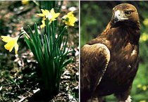 Flor y águila imperial