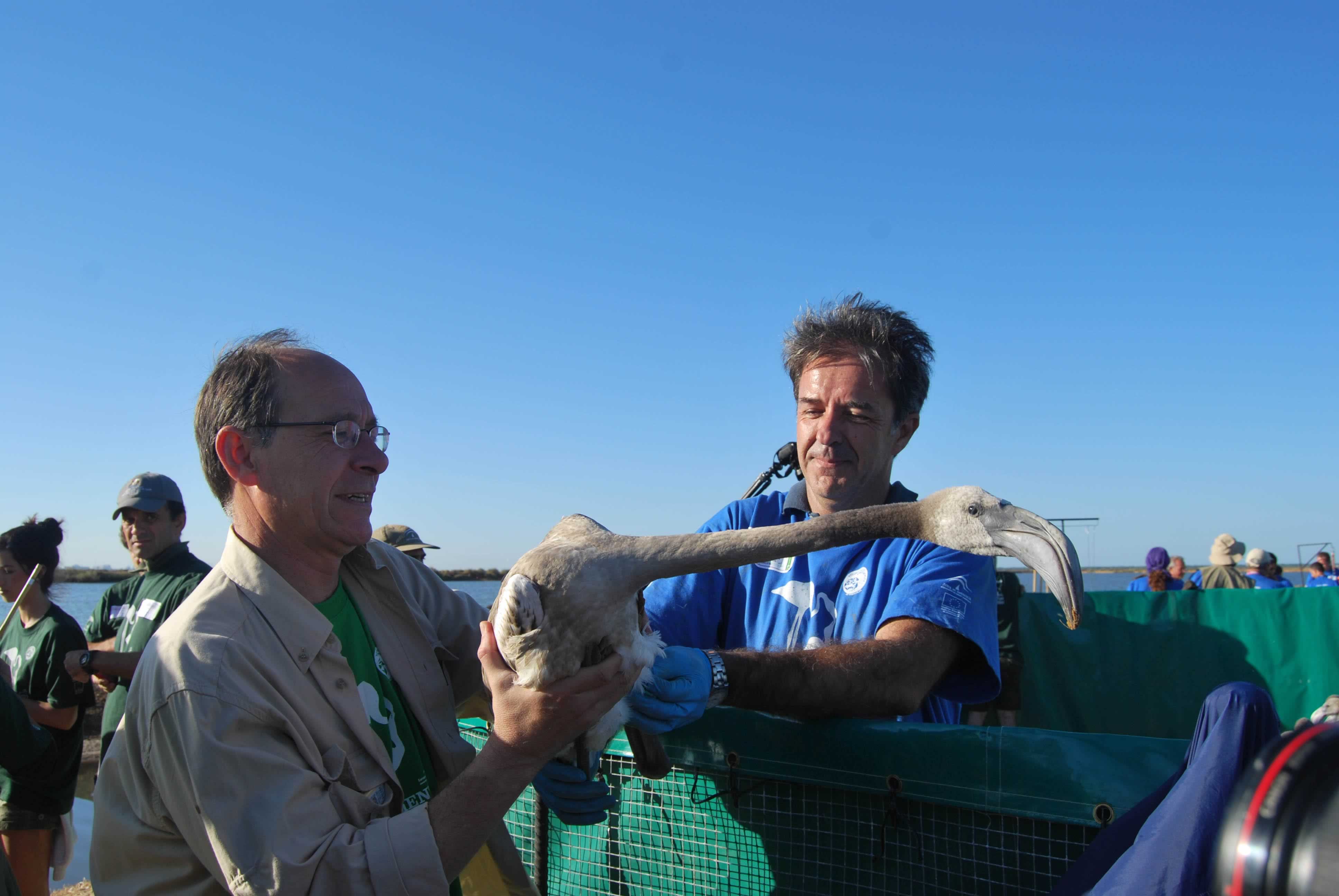 El consejero de Medio Ambiente, José Juan Díaz Trillo, participó también en las labores de anillamiento.