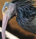 Ejemplar de ibis eremita.