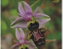 Orquídeas (Ophrys scolopax).