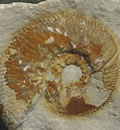 Ammonite (detalle del cartel de la Semana Europea del Geoparque Sierras Subbéticas).