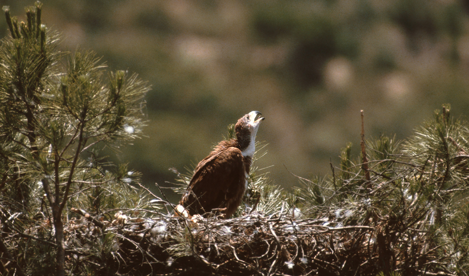 Máximo histórico de la población de águila imperial con 112 parejas -  Portavoz del Gobierno Andaluz