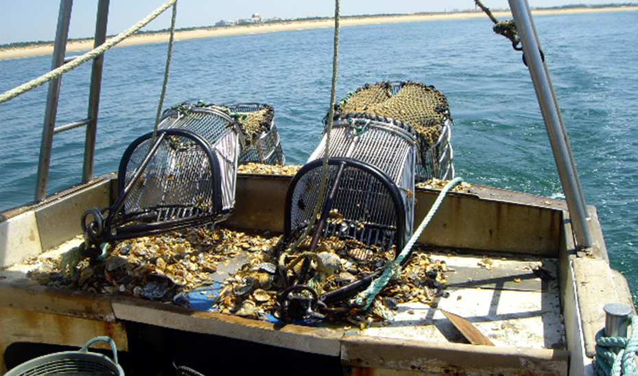 Artes de la pesca de arrastre usada por la flota del Golfo de Cádiz.