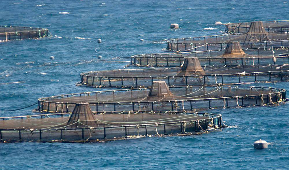 Equipo para cultivo de dorada y lubina.