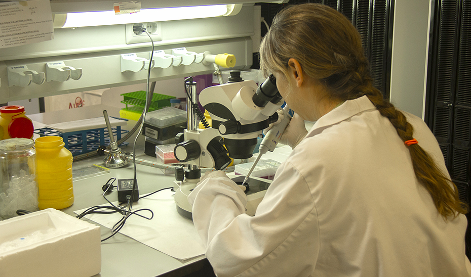 Una investigadora observa unas muestras en el microscopio.