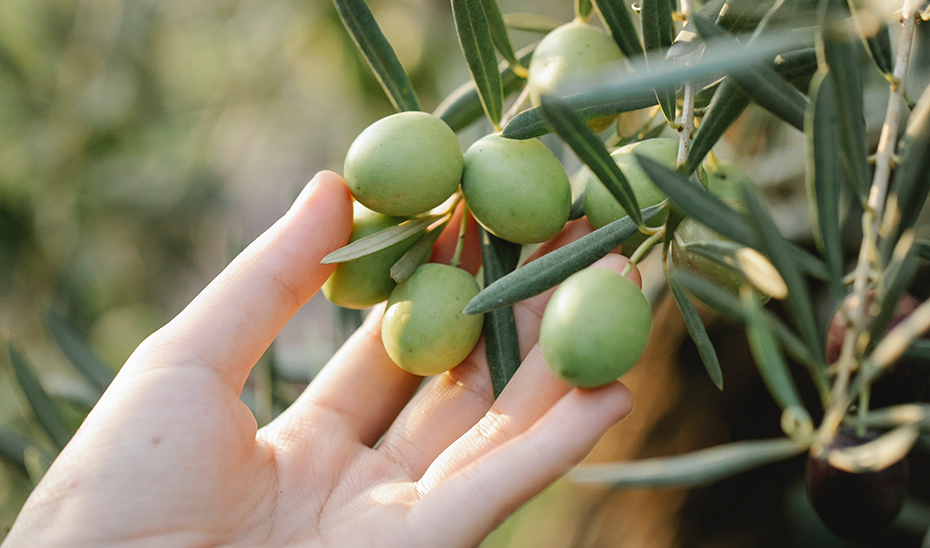Una agricultora muestra unas aceitunas en el olivo.