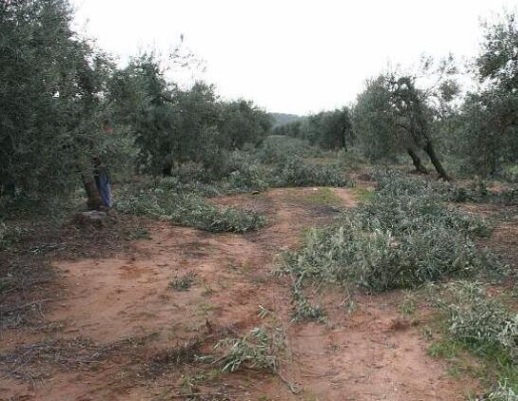 Condiciones meteorológicas para el desarrollo de repilo en olivar