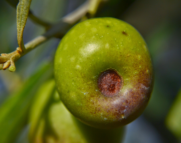 Daños en fruto