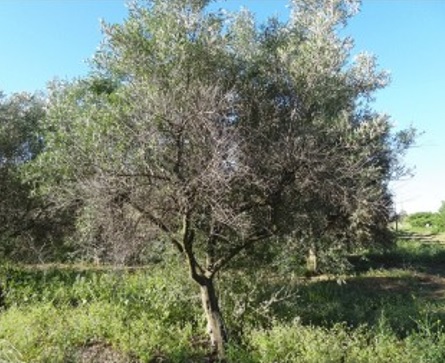 Melanaspis corticosa, una nueva plaga de los olivos en el sur de Portugal