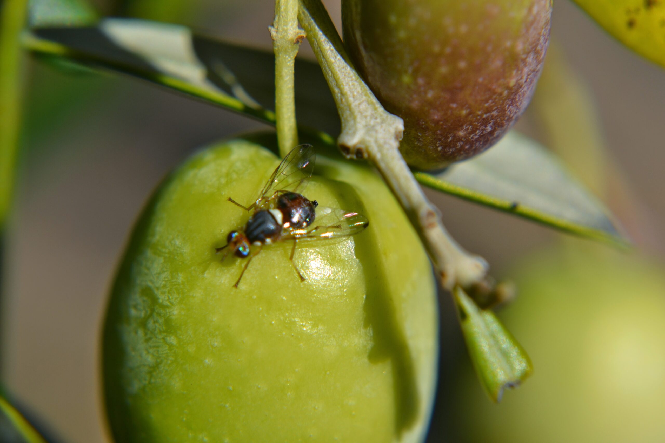Bactrocera oleae