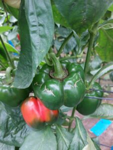 Daño en fruto. Fuente: SAT MABE Daño en fruto. Fuente: SAT MABE