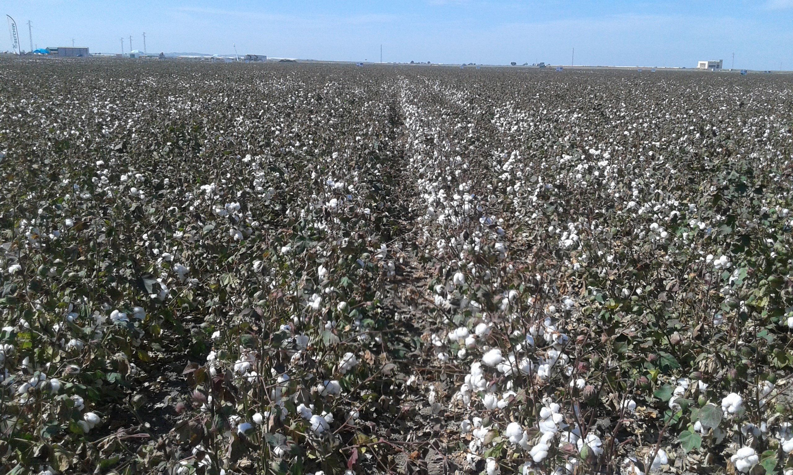 Estado fitosanitario del cultivo de algodón durante el mes de septiembre
