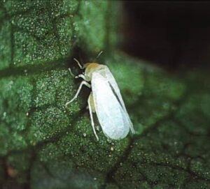 mosca blanca (Bemisia tabaci)