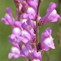 ANTIRRHINUM