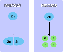 Mitosis vs. meiosis