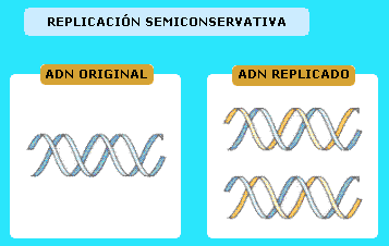 Arriba 88+ imagen modelo semiconservativo del adn