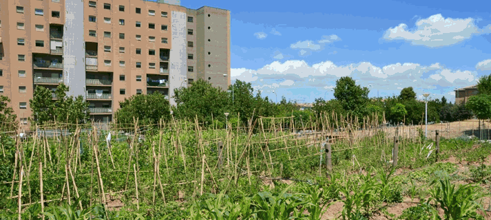 Más de un millar de hortelanos cultivan sus tierras en los centros urbanos de Sevilla, Granada y Algeciras