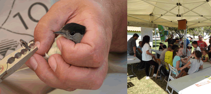  El Alamillo ofrecerá un curso de anillamiento científico de aves los días 14 y 15 de marzo