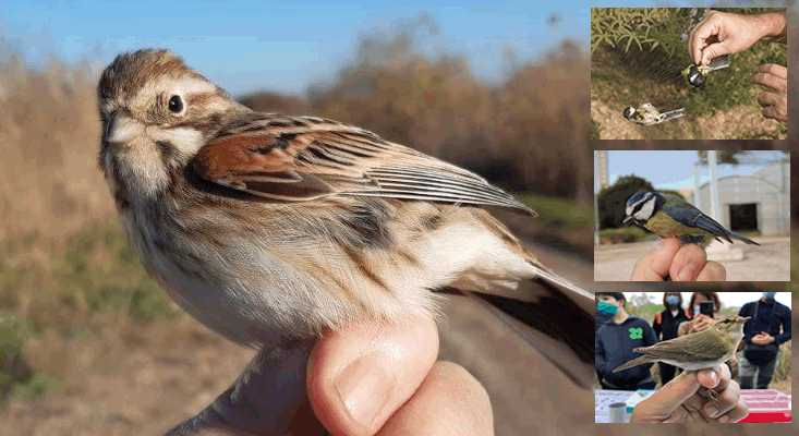 Vuelven los talleres de anillamiento científico de aves al Alamillo a partir del 18 de septiembre