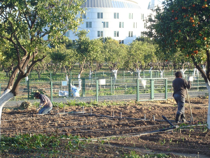 La Junta adjudica definitivamente los huertos agroecológicos del Parque del Alamillo