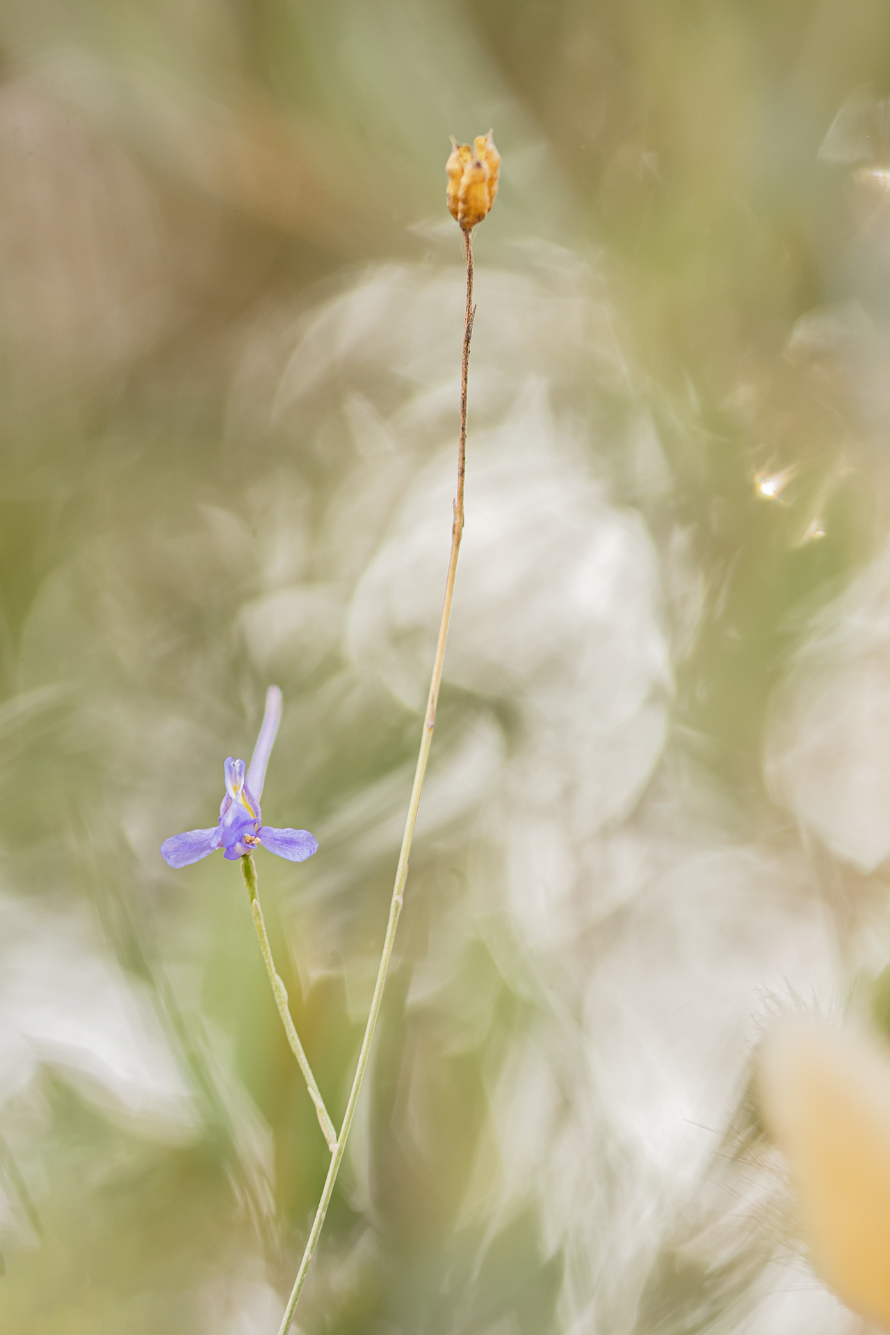 Delphinium