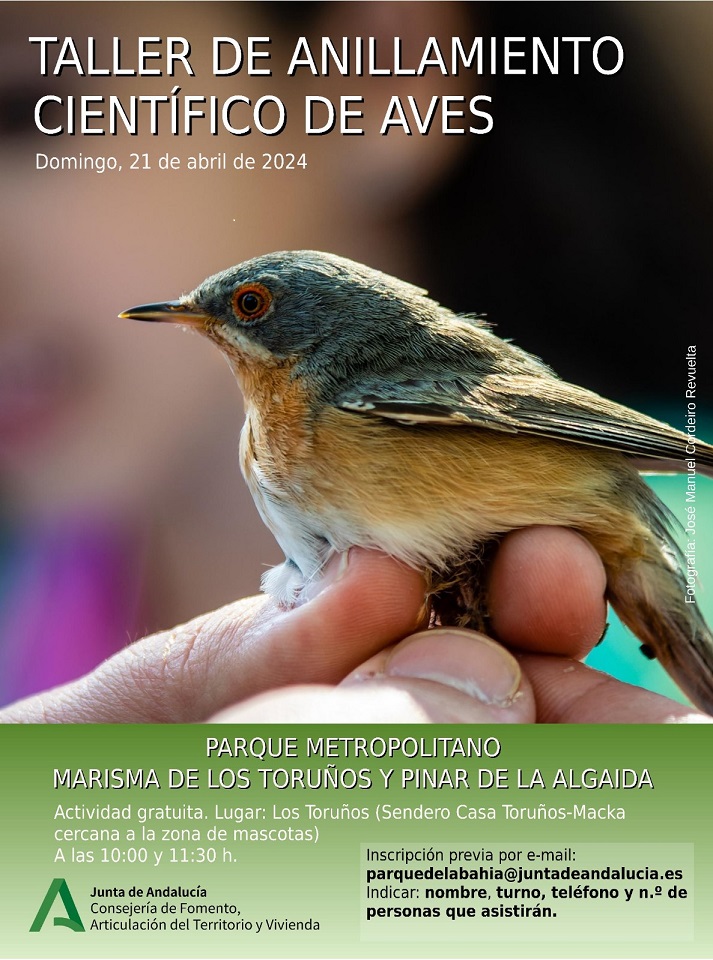 El próximo domingo día 21, nuevo taller de anillamiento científico de aves en el Parque de Los Toruños