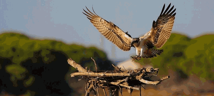 Parque de los Toruños - El nido del águila pescadora en los Toruños se  podrá ver el 26 de octubre