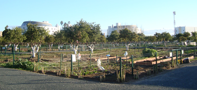 Huertos Urbanos, Parque del Alamillo, Sevilla