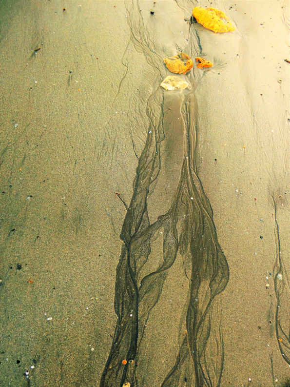 Superficie de arena de playa mojada que queda al retirarse las olas. Especie de conchas en tonos amarillos en el centro superior de la foto.