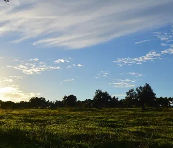 Atardecer en un parque con olivos
