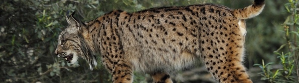 lince