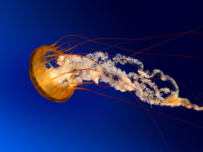 imagen muestras (Jellyfish.jpg)