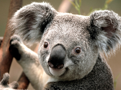 imagen muestras (Koala.jpg)