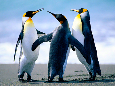 imagen muestras (Penguins.jpg)