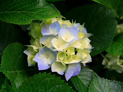 imagen muestras (Hydrangeas.jpg)