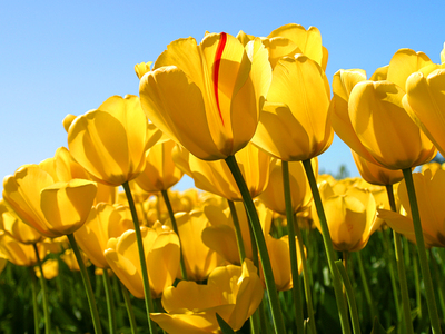 imagen muestras (Tulips.jpg)