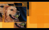 Banner_Las mascotas