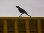 CHG ( DSCN4288 )