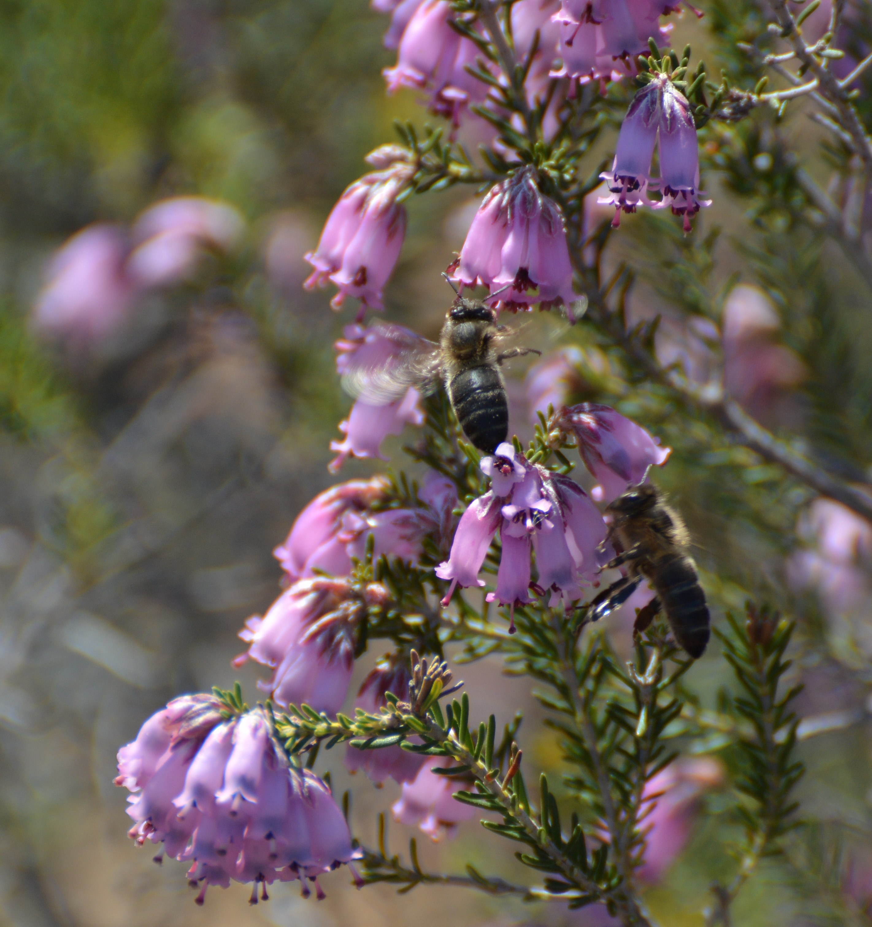 Abeja polinizando flor
