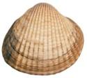 Enlace berberecho (Cerastoderma edule)