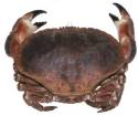 Enlace buey de mar (Cancer pagurus)