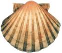 Enlace concha de peregrino (Pecten jacobaeus)