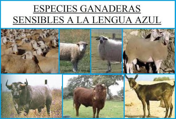 Especies ganaderas sensibles lengua azul