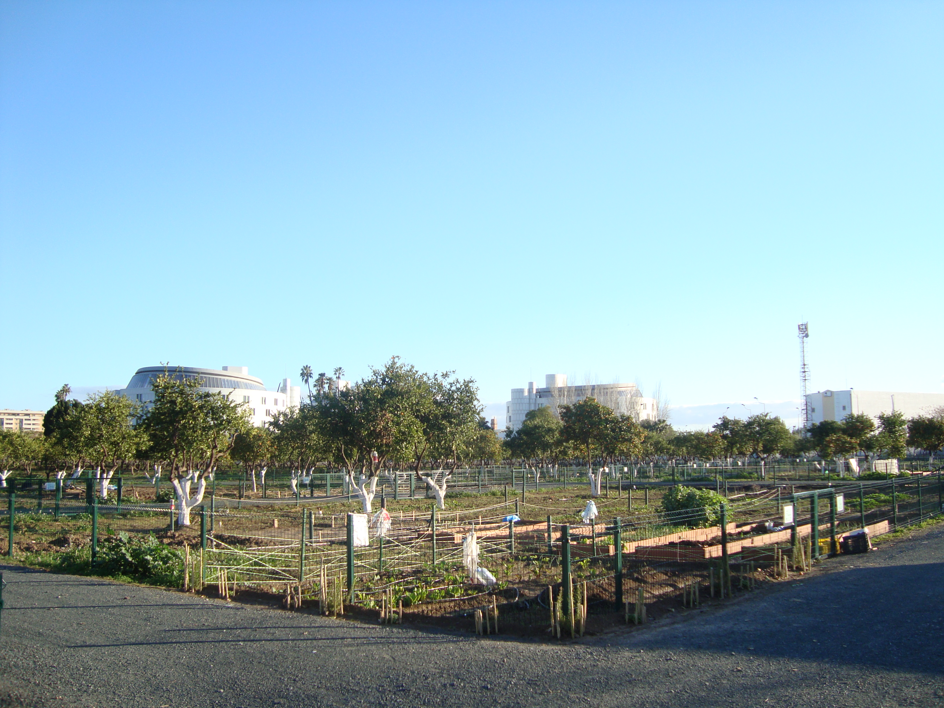 Convocatoria pública para adjudicación del uso y aprovechamiento especial, temporal y gratuito de los huertos sociales agroecológicos en el Parque del Alamillo de Sevilla