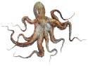 pulpo